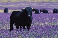 Province of Cadiz Bull standing in field of bugloss